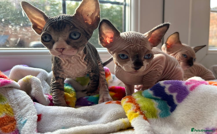 Sphynx cats - Advert 1