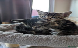 Mixed Breed cats for sale: Mixed kittens - Image 8