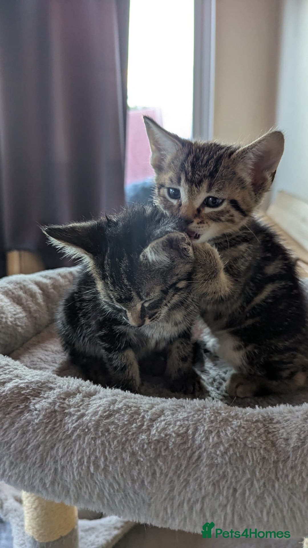 Mixed Breed cats for sale: Mixed kittens - Image 8