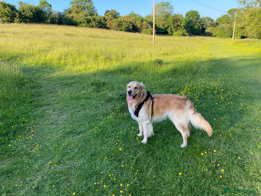 Golden Retriever dogs for stud: Beautiful Golden Retriever stud - Advert 9