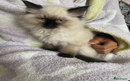 Ragdoll cats for sale: Ragdoll kittens  - Image 5