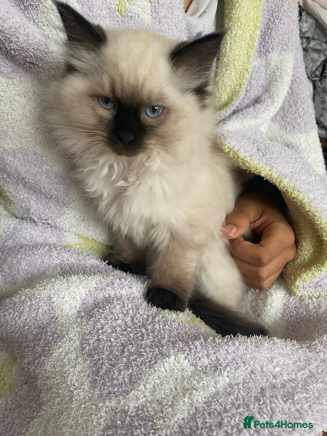 Ragdoll cats for sale: Ragdoll kittens  - Image 5