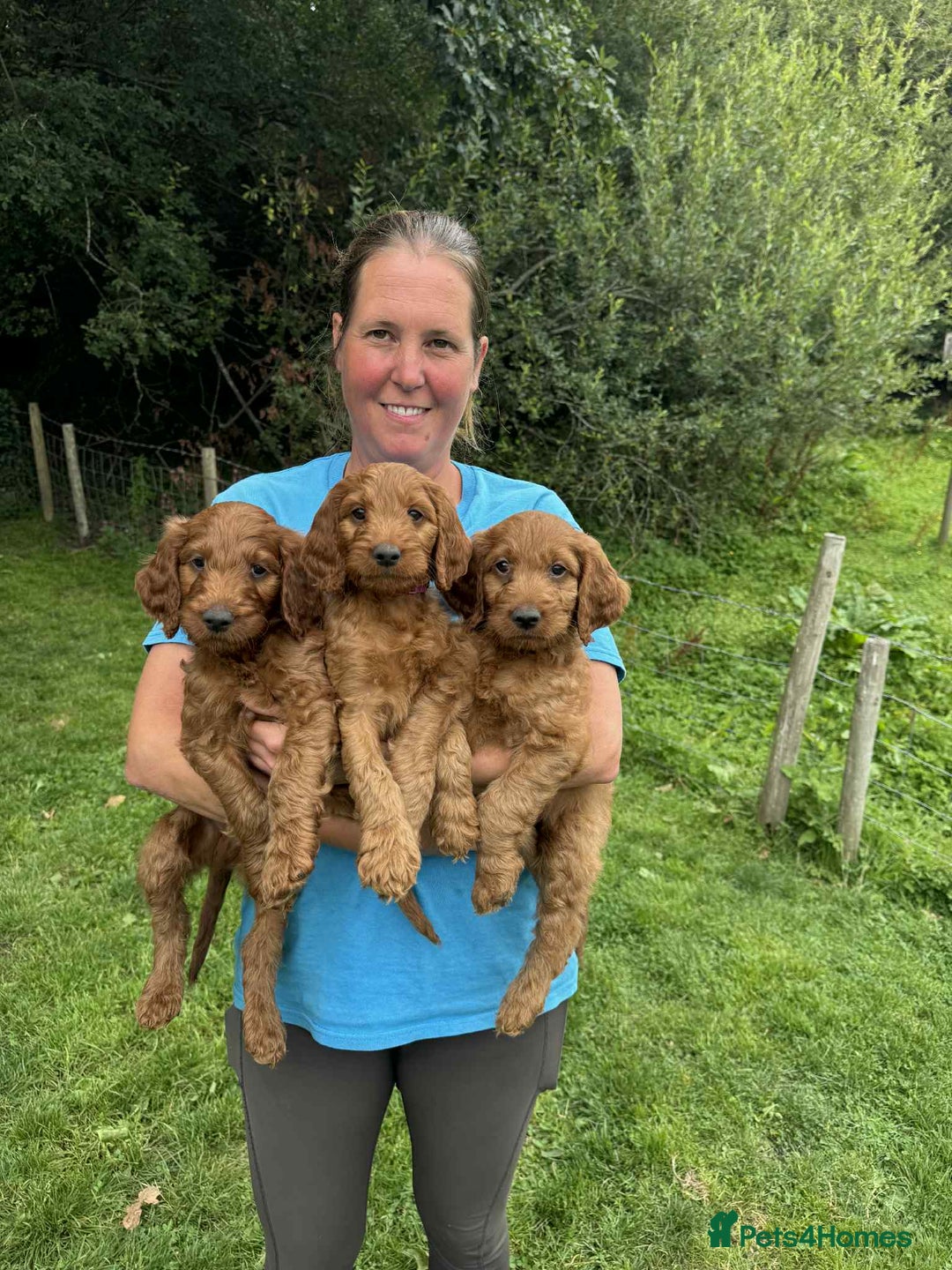 Irish Doodle dogs for sale: Irish doodles - Image 24
