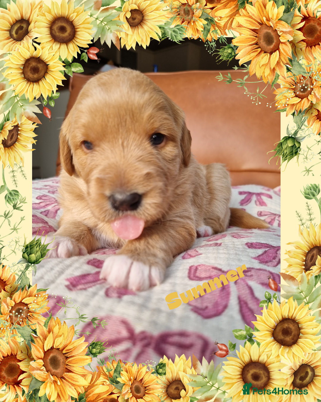 Labradoodle dogs for sale: Stunning Red Australian Labradoodle x Lab puppies - Image 4