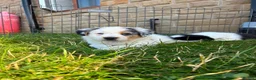 Border Collie dogs for sale: Quality fram reared border collies  - Advert 9