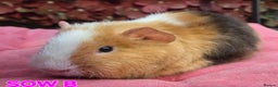 Guinea Pig rodents for sale: Pure BRED TEDDY SOWS  - Advert 3