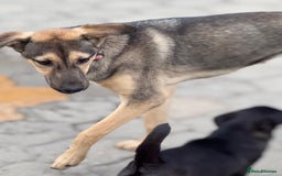 Mixed Breed dogs for adoption: MOCHI – a Superb young Girl for a Loving Home - Advert 13