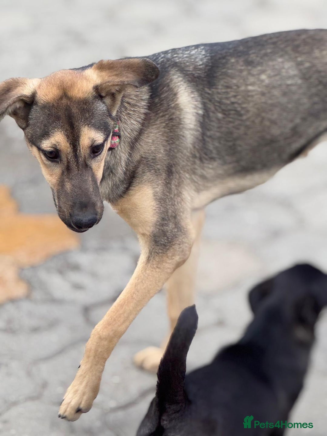 Mixed Breed dogs for adoption: MOCHI – a Superb young Girl for a Loving Home - Advert 13