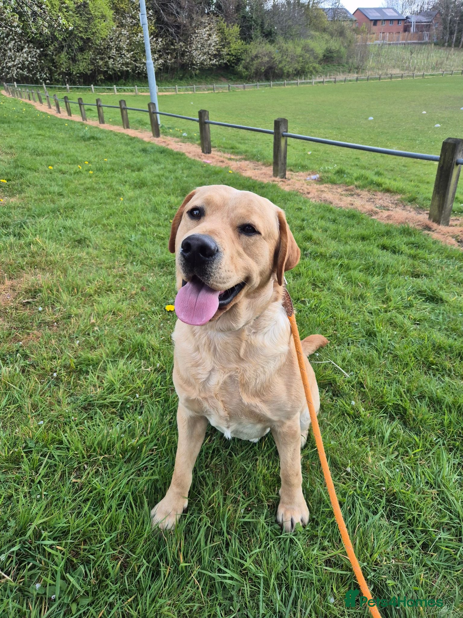 Labrador Retriever dogs Pure Labrador Retriever/ KC registered  - Advert 2