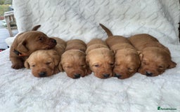 Labrador Retriever dogs for sale: KC Registered Fox Red Labrador puppies - Image 2