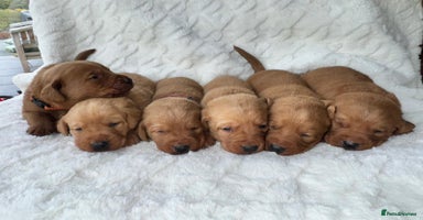 Labrador Retriever dogs - Advert 11