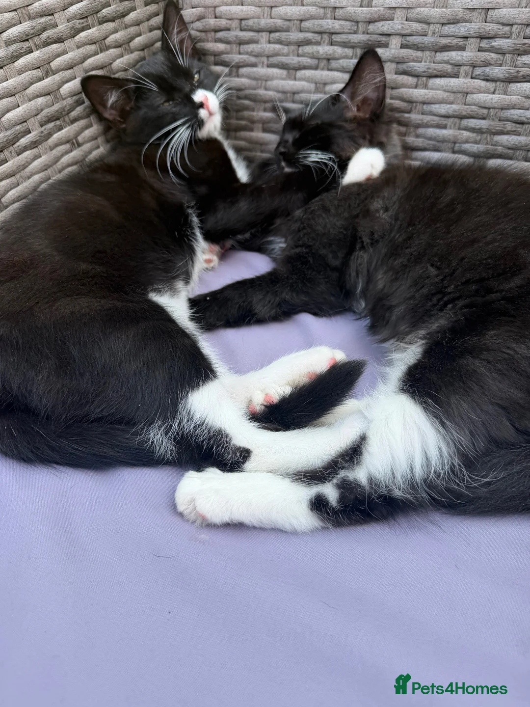 Ragdoll cats for sale: Price for both, Simba & Marge - brother & sister - Advert 2