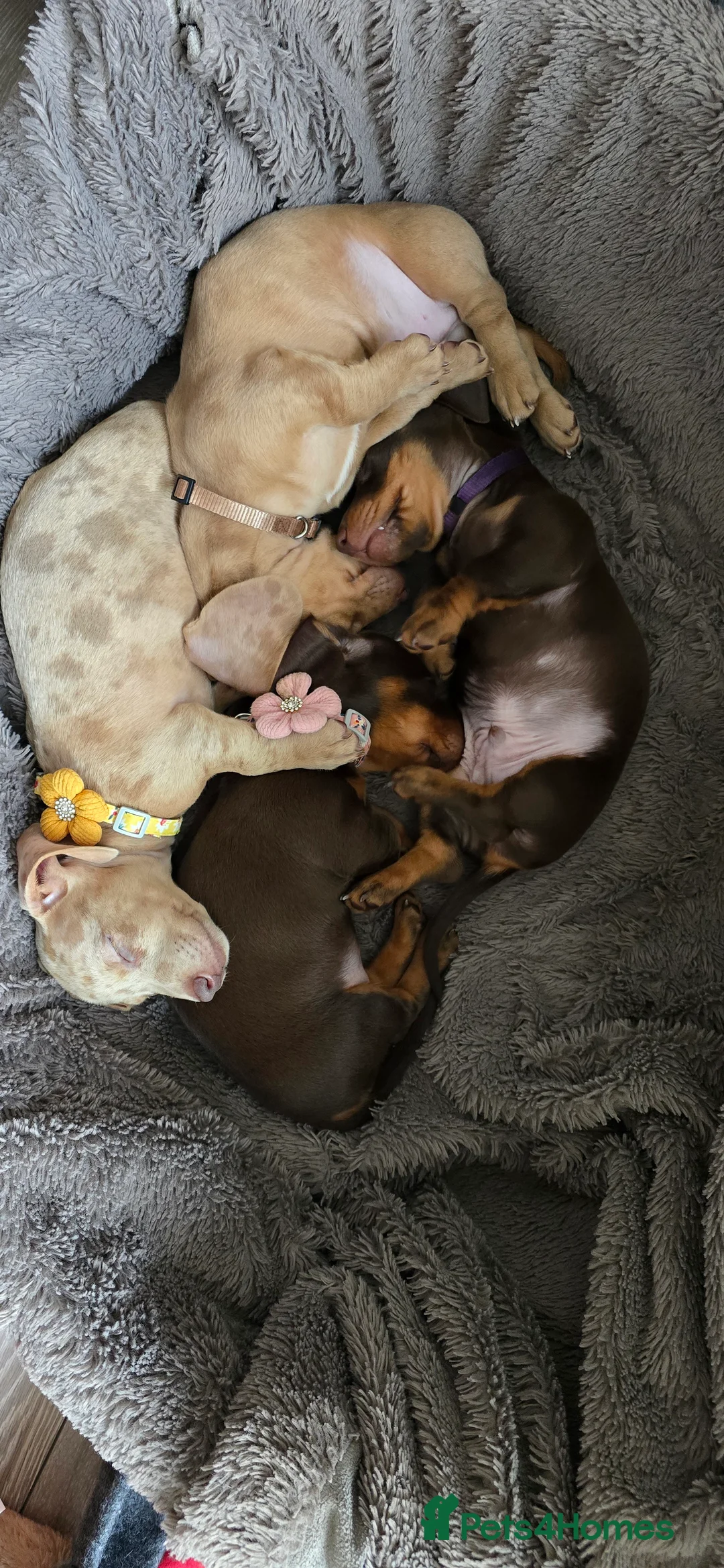 Miniature Dachshund dogs for sale: KC registered miniature Dachshund 🐶  - Advert 11