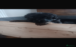 German Shepherd dogs for sale: Adorable German Shepherd Puppies  - Image 5