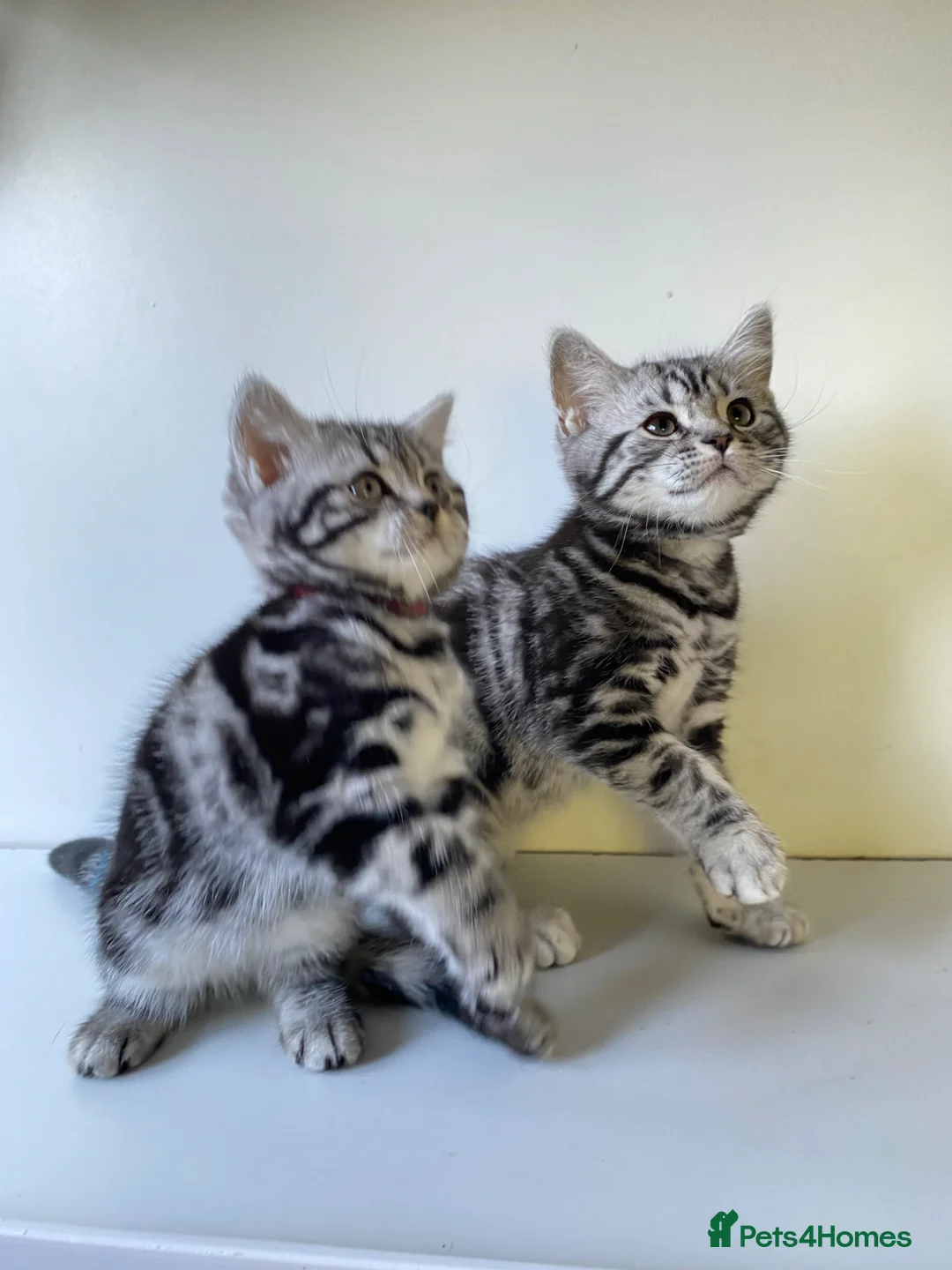 British Shorthair cats for sale: Two silver Tabby girls  - Advert 2