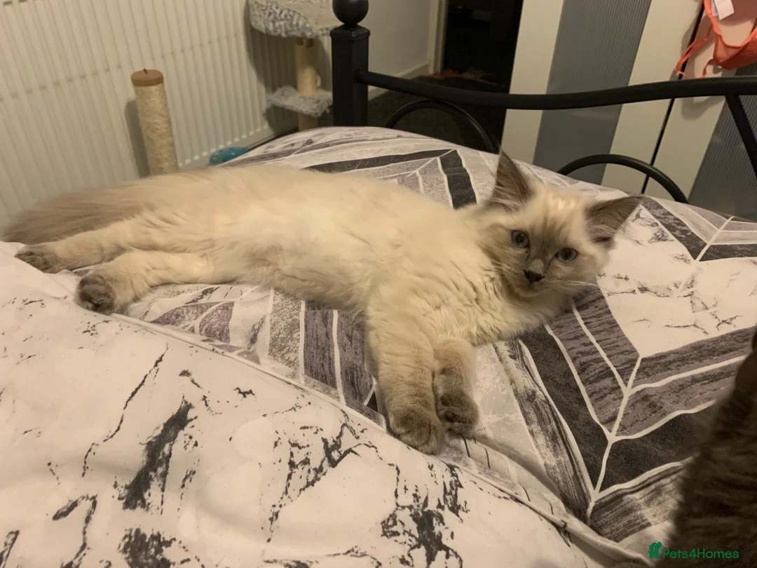 Ragdoll cats for stud: TICA/GCCF Active The famous ROMEO Blue Point STUD! in Tipton - Advert 4