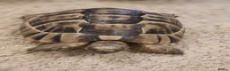 Tortoise reptiles for sale: Tortoises  - Advert 6