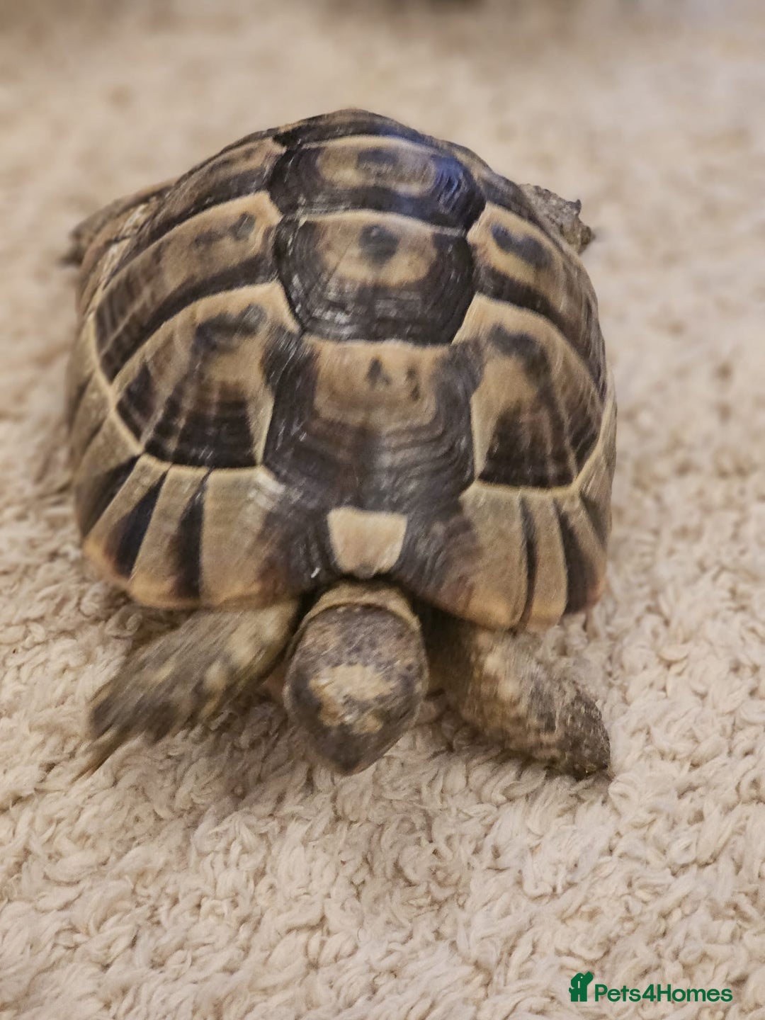 Tortoise reptiles for sale: Tortoises  - Advert 6