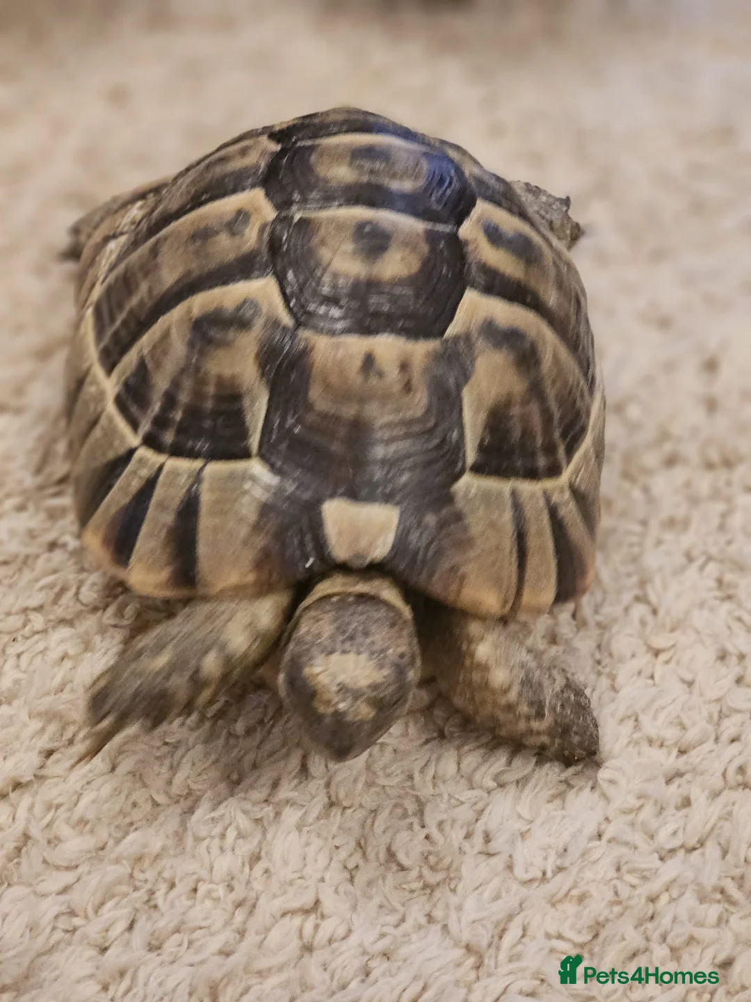 Tortoise reptiles for sale: Tortoises  - Advert 6