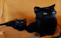 British Shorthair cats for sale: Beautiful British shorthairs - Image 12