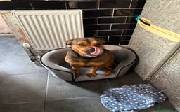 Mixed Breed dogs for sale:  looking for new home - Image 3
