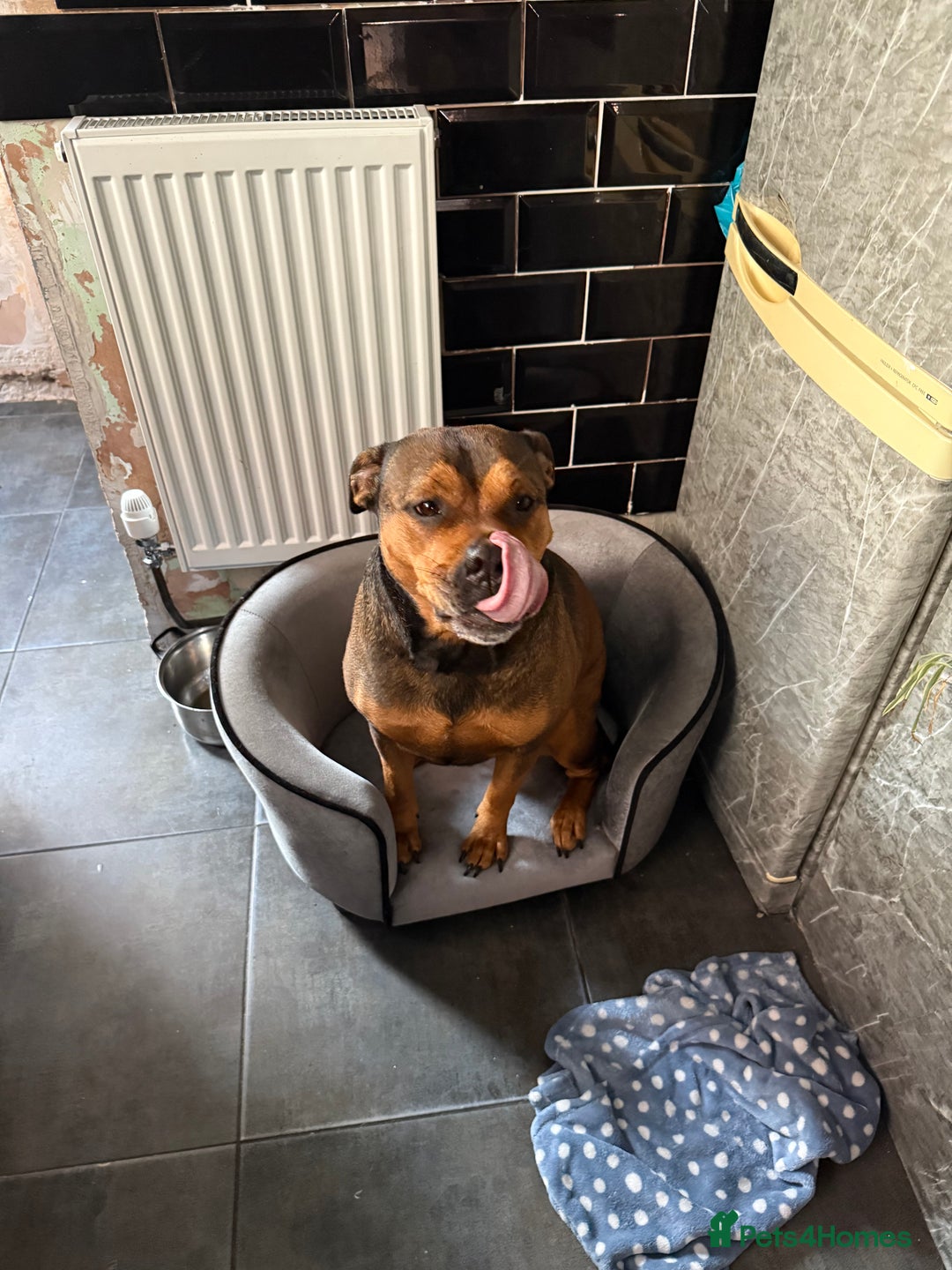 Mixed Breed dogs for sale:  looking for new home - Image 3