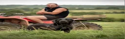 Labrador Retriever dogs for sale: KC Registered Labrador Puppies  in Dorchester - Advert 4