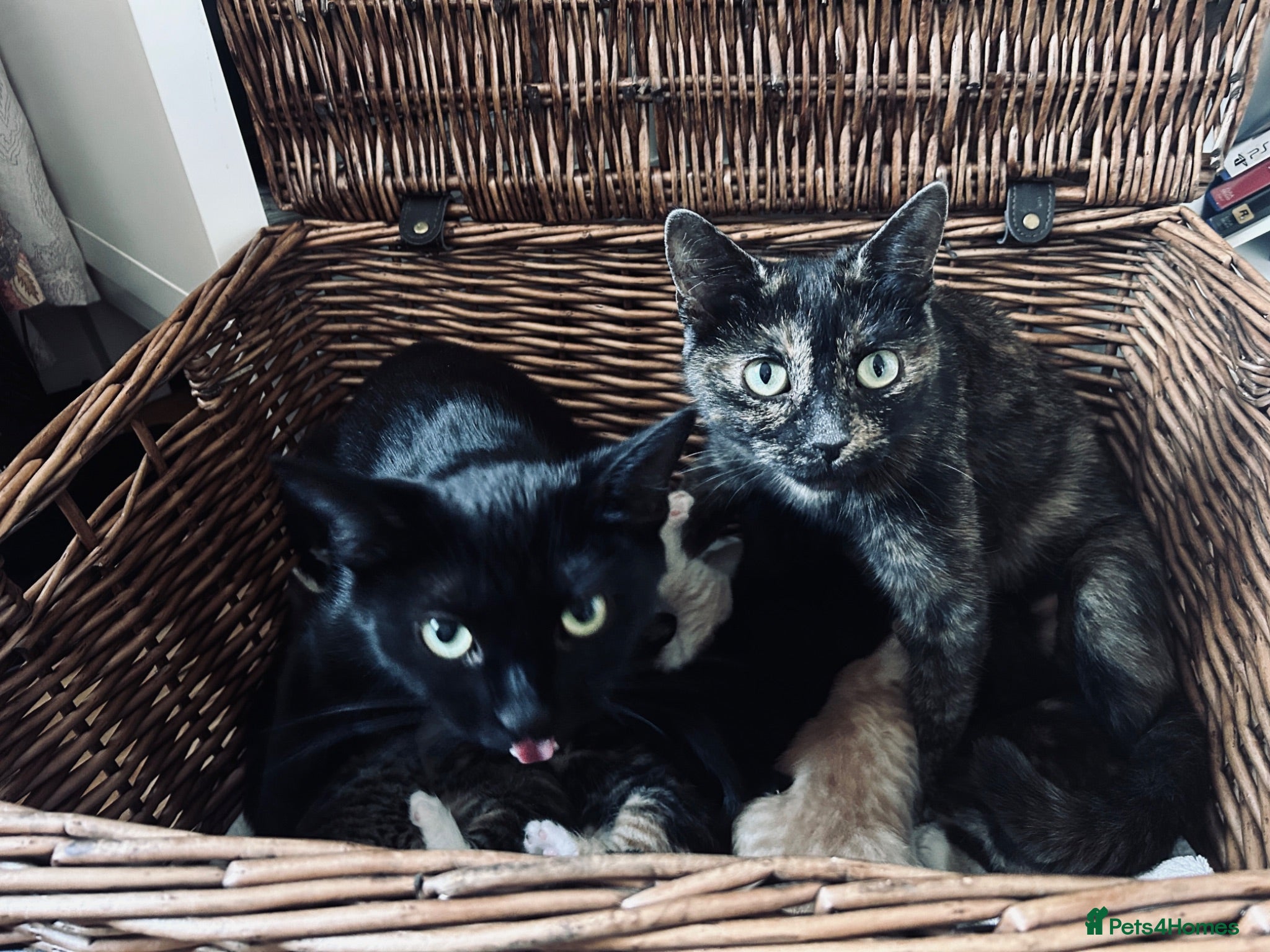 Mixed Breed cats Six kittens  - Advert 1