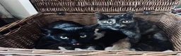 Mixed Breed cats for sale: Six kittens  - Advert 1