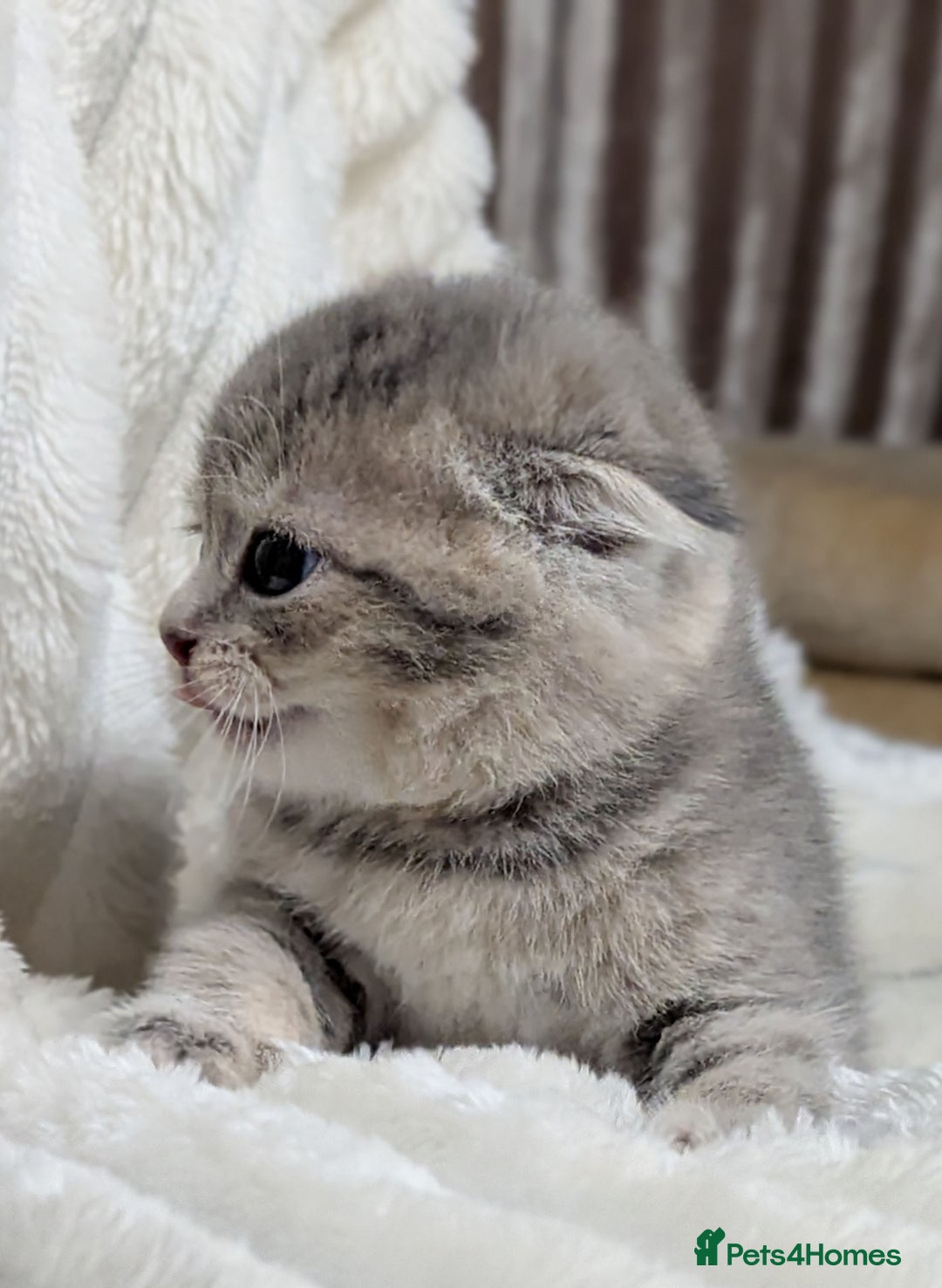 Scottish Fold cats for sale: 🐾TICA red ❣️SCOTTISH Fold•Straight - Advert 11