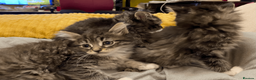 Maine Coon cats for sale: Three adorable Maine Coon Kittens For Sale  - Advert 5