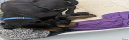 Mixed Breed dogs for sale: Staffy X cain corso last pup  - Advert 4
