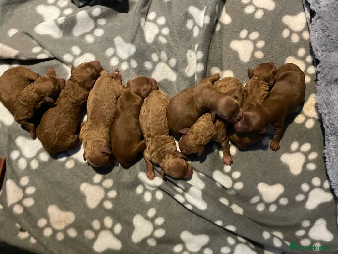 Miniature Poodle dogs for stud: KC Fox Red Fully Health Tested Miniature Poodle in Wirral - Advert 5