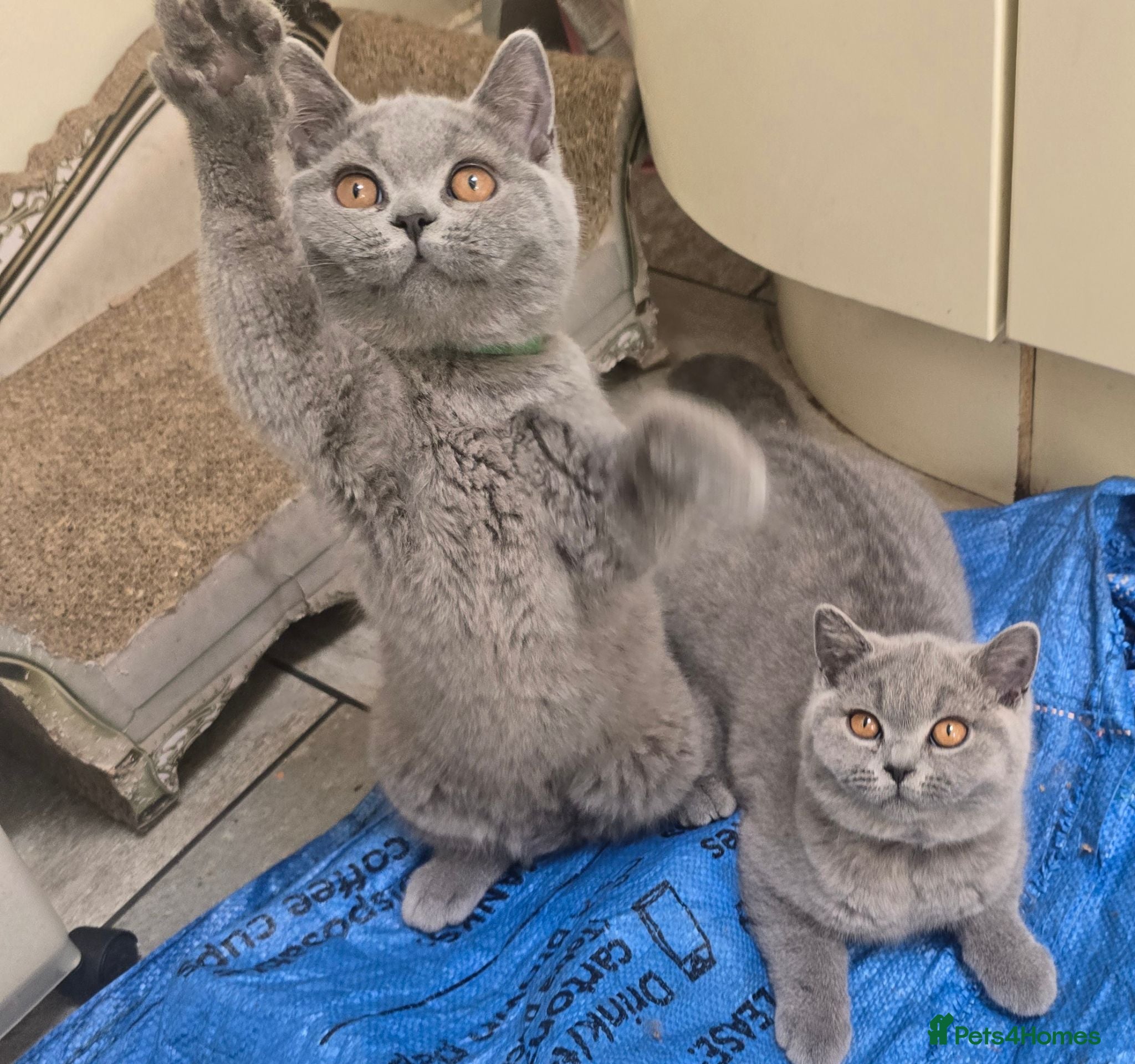 British Shorthair cats LAST 3 LEFT Fully Vaccinated  Gorgeous BSH kittens - Advert 2