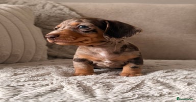 Miniature Dachshund dogs - Advert 7