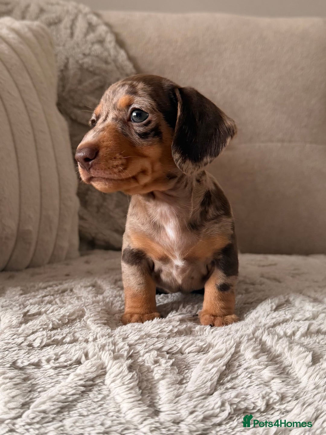 Miniature Dachshund dogs for sale: OUTSTANDING TRUE TO TYPE SMOOTH MINI DACHSHUNDS  - Image 2