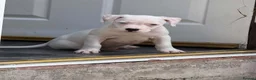 American Bulldog dogs for sale: Female American bulldog  - Advert 7