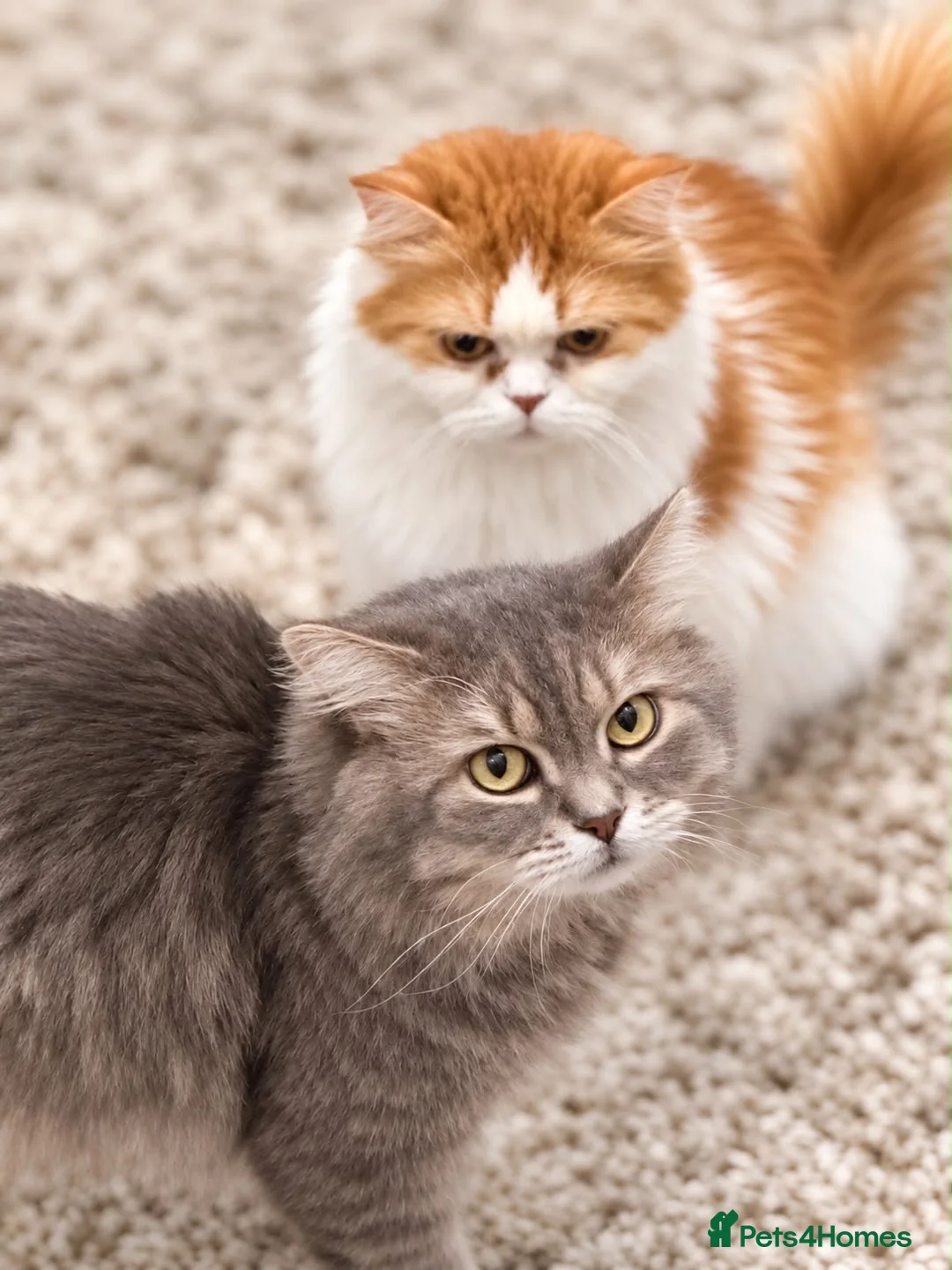 Persian cats for sale: Persian Cross Russian Blue Kittens in London - Advert 11