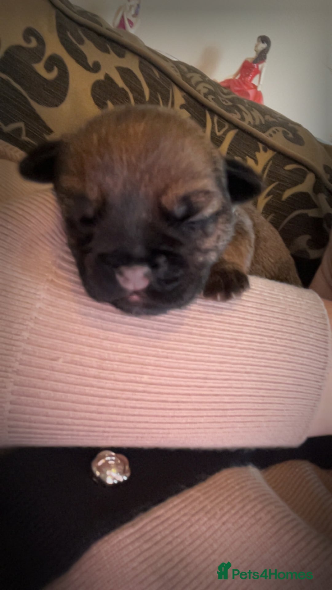 Border Terrier dogs for sale: Border Terrier Pup Family Man’s Best Friend - Advert 7
