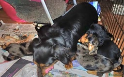 Dachshund dogs for sale: Dachshunds..Traditional Black and tan Puppies - Advert 2
