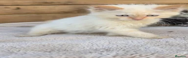 Ragdoll 1