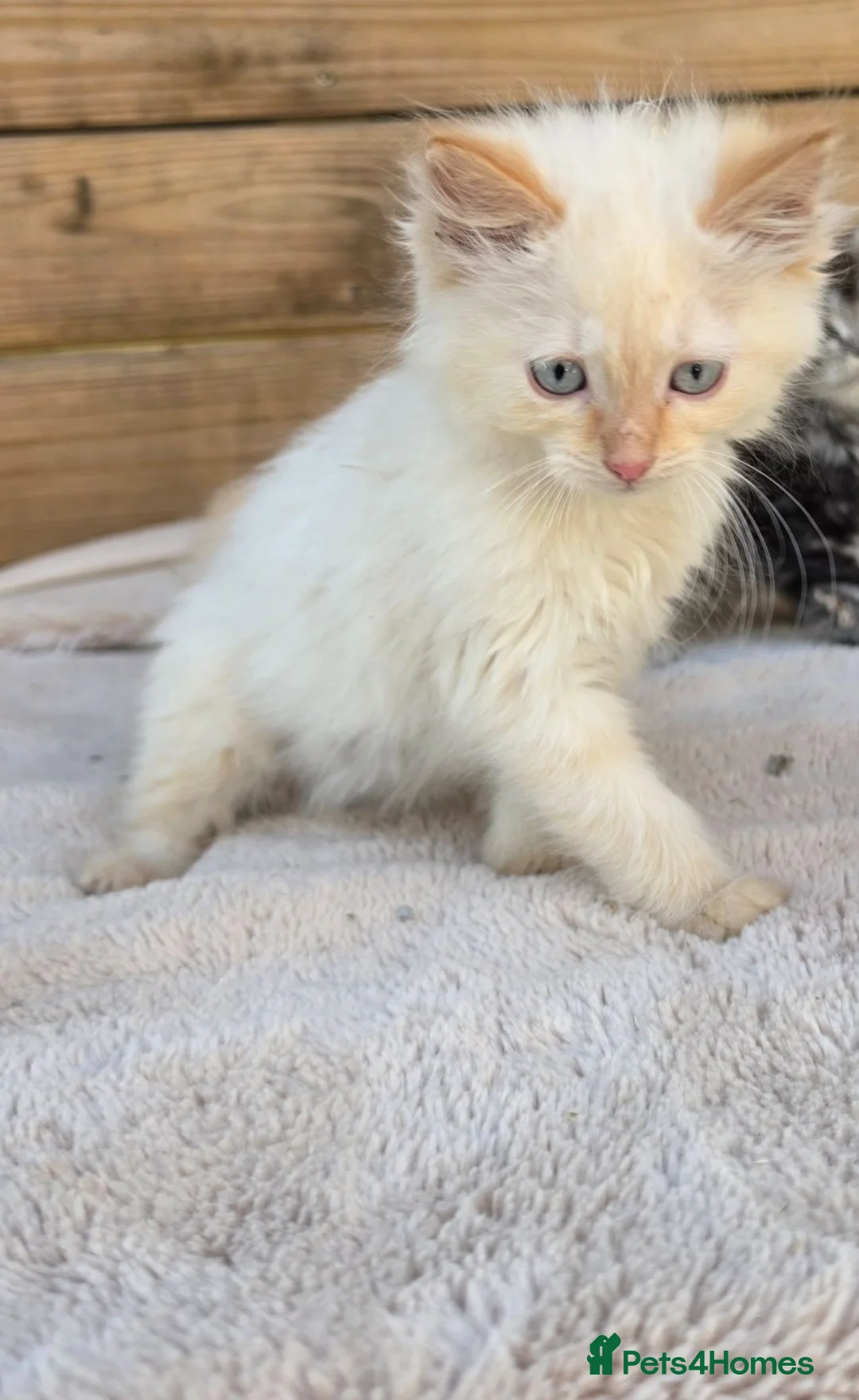 Ragdoll cats for sale: Ragdoll kittens  - Advert 14