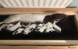 English Springer Spaniel dogs for sale: Springer spaniels puppies - Image 1