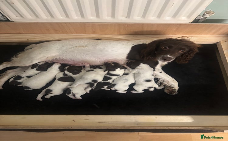 English Springer Spaniel dogs - Advert 1