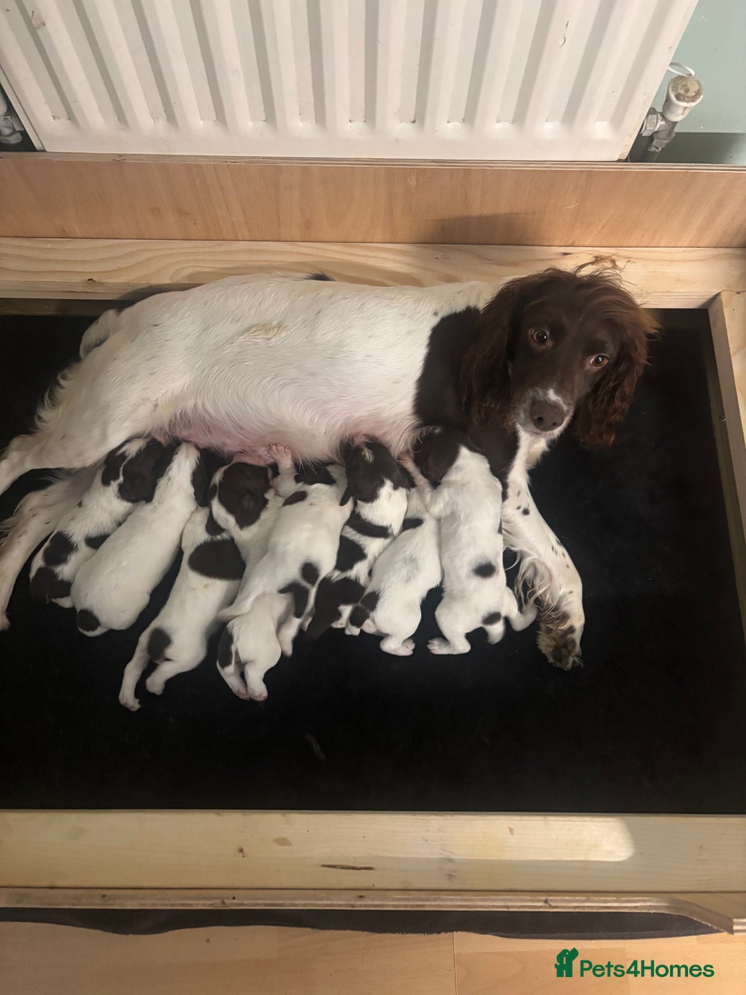 English Springer Spaniel dogs for sale: Springer spaniels puppies - Image 1