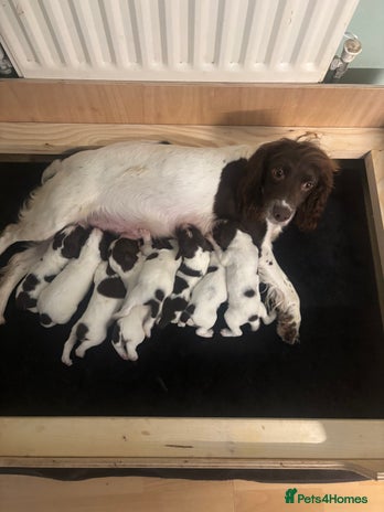 English Springer Spaniel dogs - Advert 14