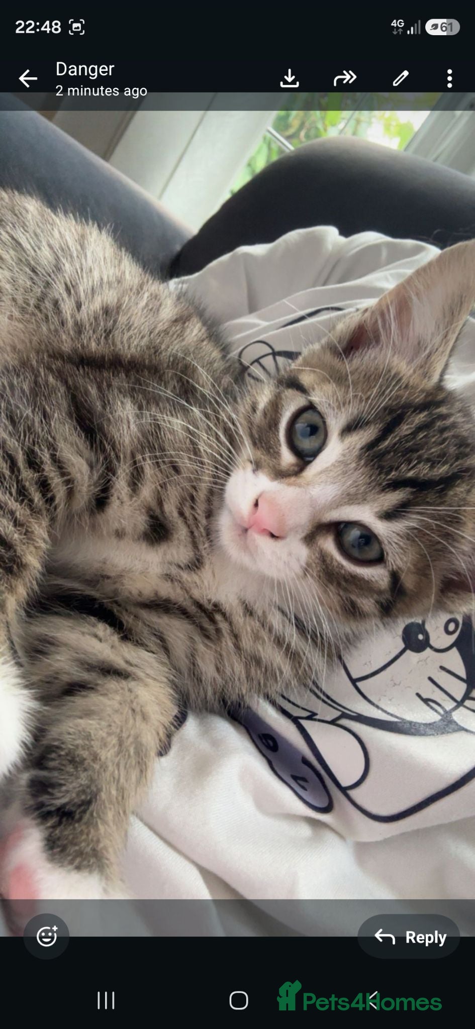 British Longhair cats Beautiful male Kitten for sale❤️✨️ - Advert 1