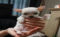 Chihuahua dogs for sale: BEAUTIFUL CHIHUAHUA PUPPIES  - Image 12