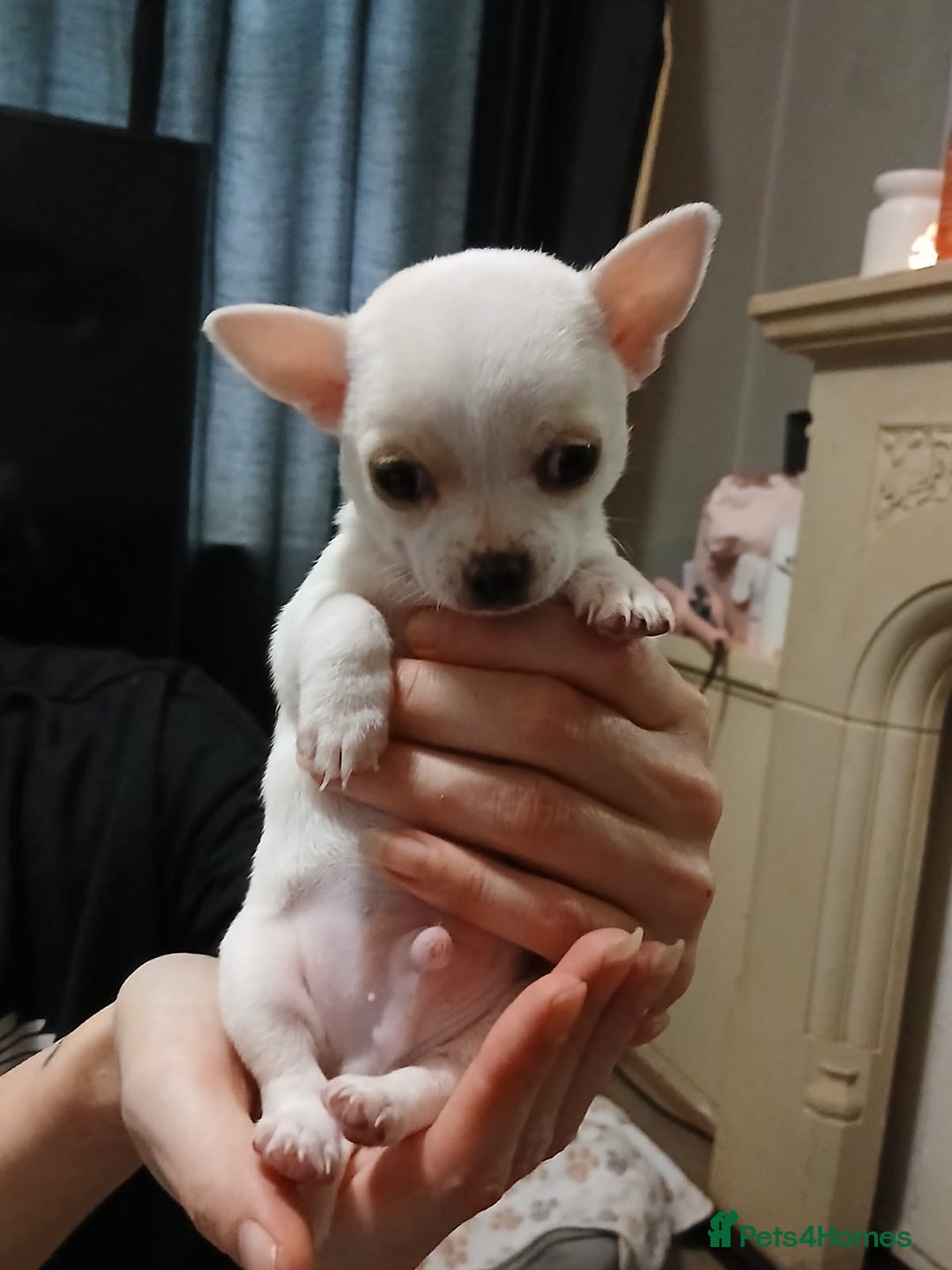 Chihuahua dogs for sale: BEAUTIFUL CHIHUAHUA PUPPIES  - Image 12