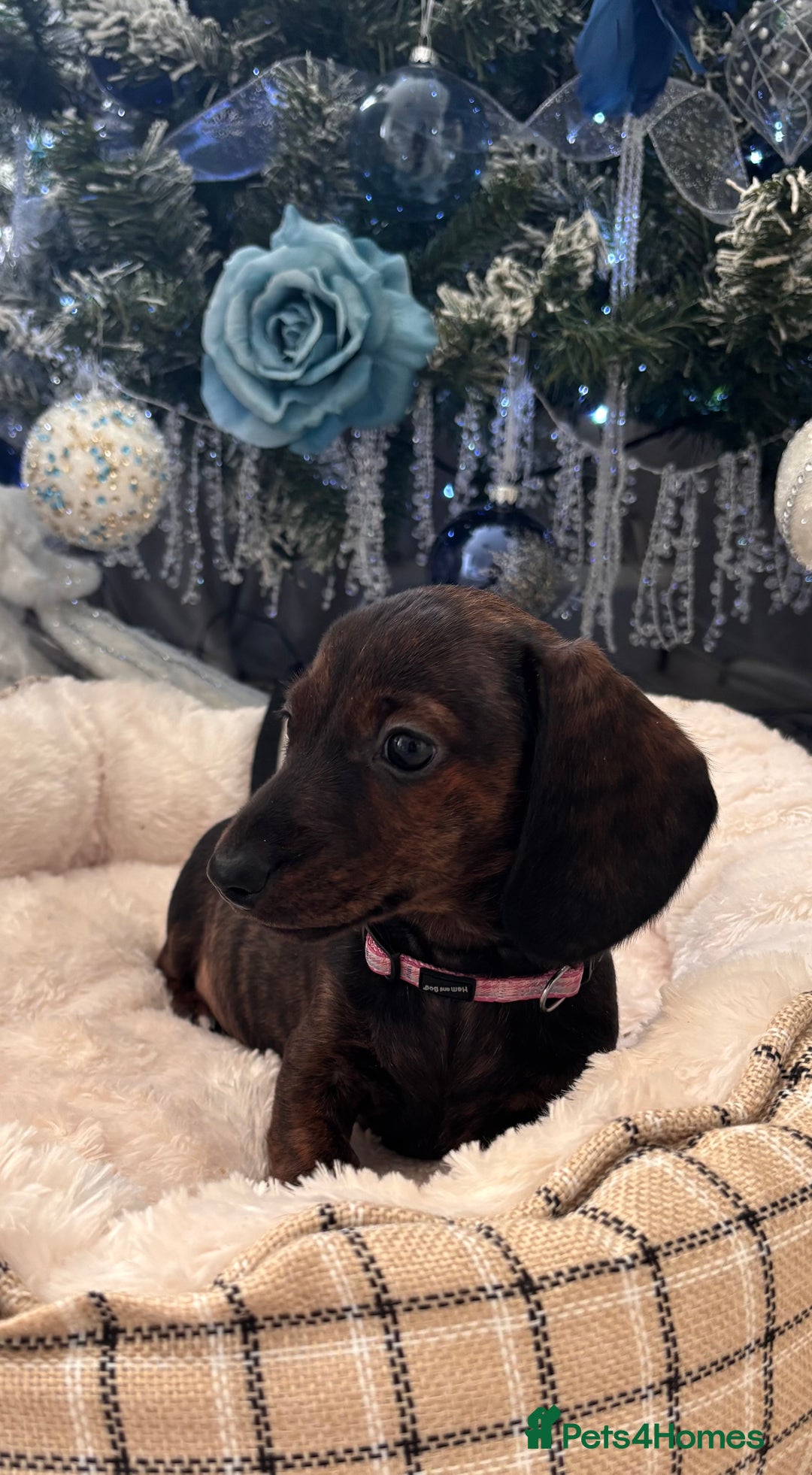 Miniature Dachshund dogs for sale: Miniature smooth dachshund puppy - Advert 4